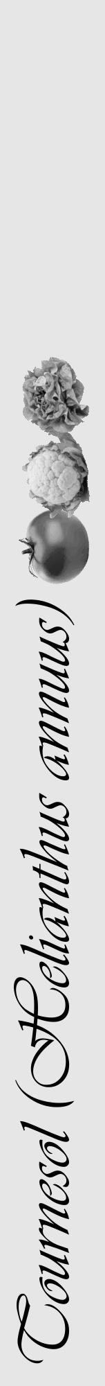 Étiquette de : Helianthus annuus - format a - style noire18viv avec comestibilité simplifiée - position verticale