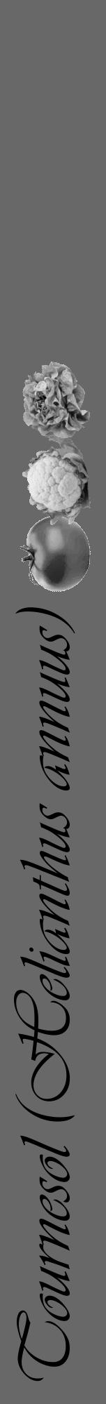 Étiquette de : Helianthus annuus - format a - style noire6viv avec comestibilité simplifiée - position verticale