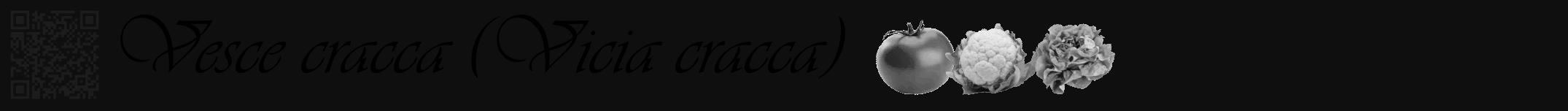 Étiquette de : Vicia cracca - format a - style noire7viv avec qrcode et comestibilité simplifiée