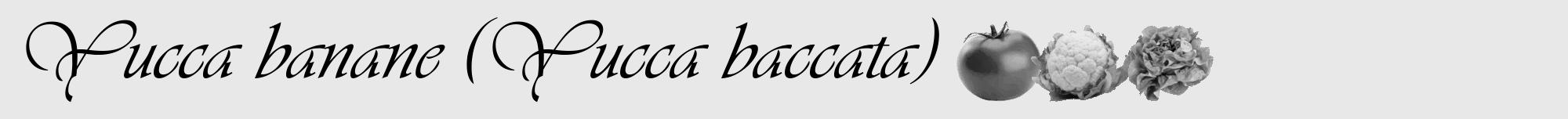 Étiquette de : Yucca baccata - format a - style noire55viv avec comestibilité simplifiée