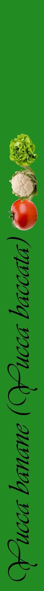 Étiquette de : Yucca baccata - format a - style noire10viv avec comestibilité simplifiée
