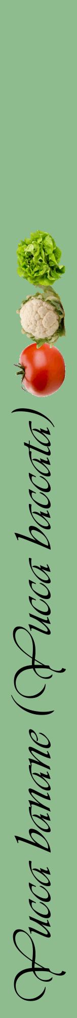 Étiquette de : Yucca baccata - format a - style noire13viv avec comestibilité simplifiée