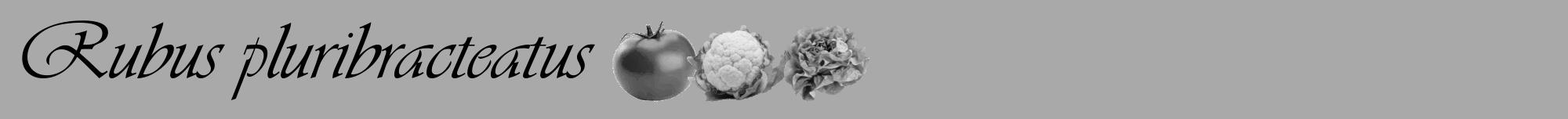 Étiquette de : Rubus pluribracteatus - format a - style noire13viv avec comestibilité simplifiée