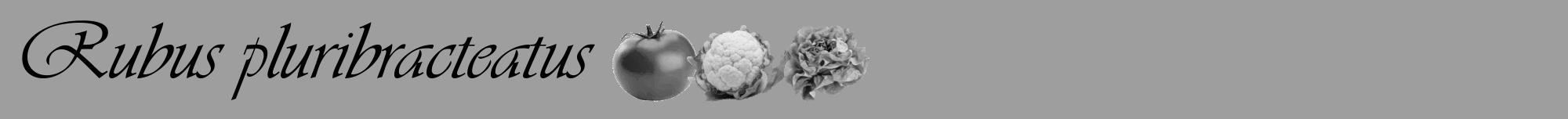 Étiquette de : Rubus pluribracteatus - format a - style noire23viv avec comestibilité simplifiée