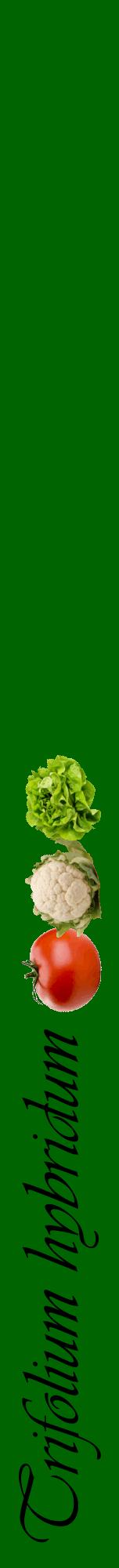 Étiquette de : Trifolium hybridum - format a - style noire8viv avec comestibilité simplifiée