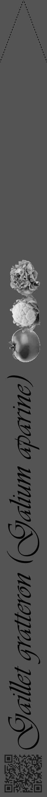 Étiquette de : Galium aparine - format b - style noire30simpleviv avec qrcode et comestibilité simplifiée - position verticale