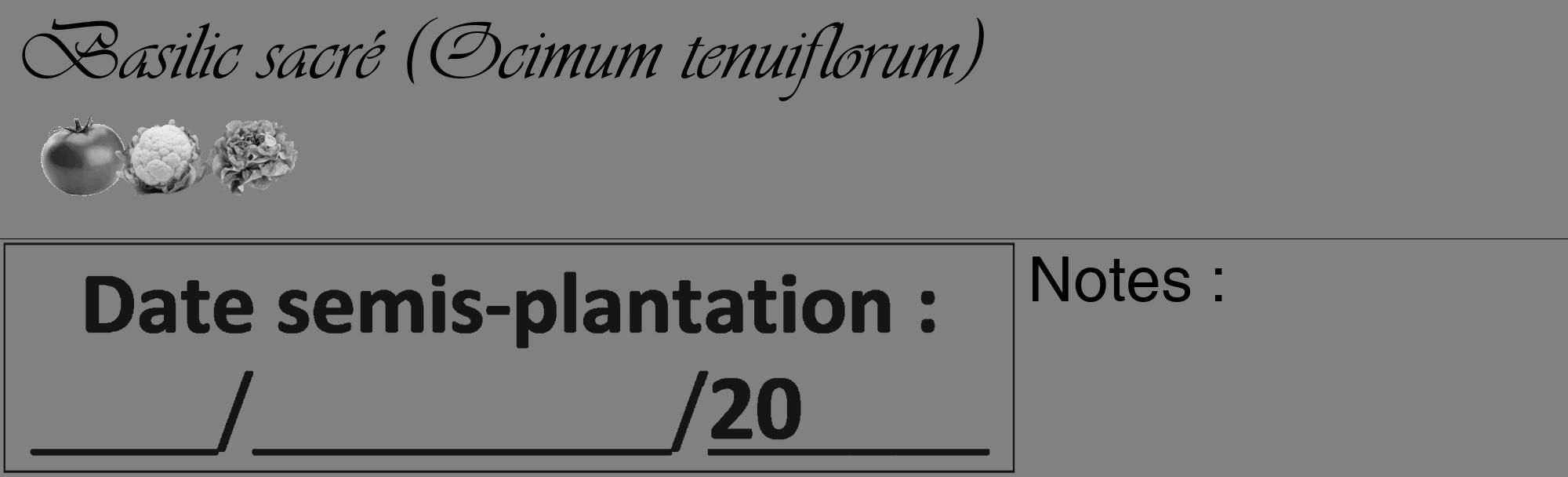 Étiquette de : Ocimum tenuiflorum - format c - style noire50_basique_basiqueviv avec comestibilité simplifiée