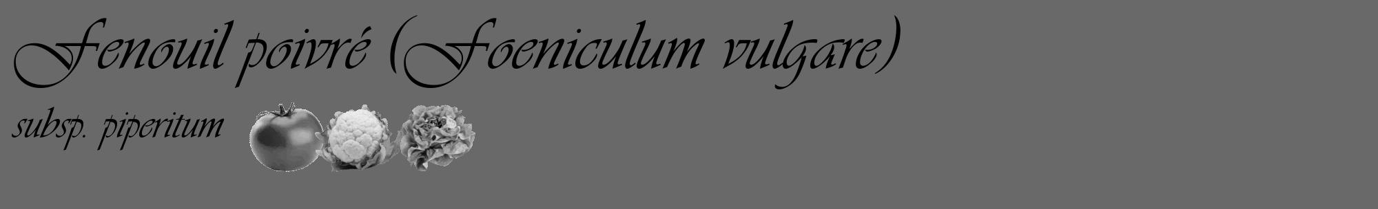 Étiquette de : Foeniculum vulgare subsp. piperitum - format c - style noire11_basique_basiqueviv avec comestibilité simplifiée