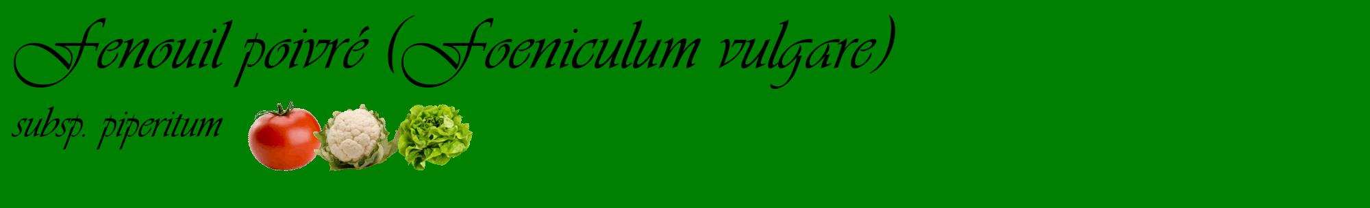 Étiquette de : Foeniculum vulgare subsp. piperitum - format c - style noire9basique_basique_basiqueviv avec comestibilité simplifiée