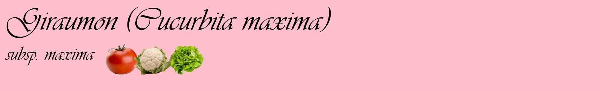 Étiquette de : Cucurbita maxima subsp. maxima - format c - style noire40basique_basique_basiqueviv avec comestibilité simplifiée