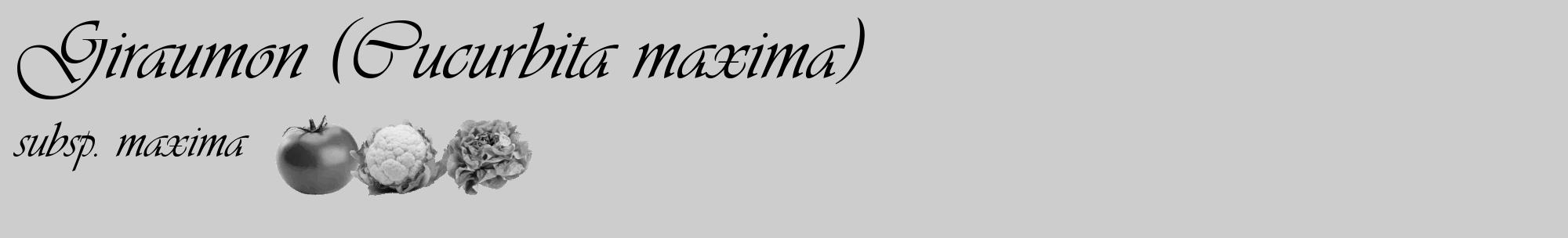 Étiquette de : Cucurbita maxima subsp. maxima - format c - style noire41_basique_basiqueviv avec comestibilité simplifiée