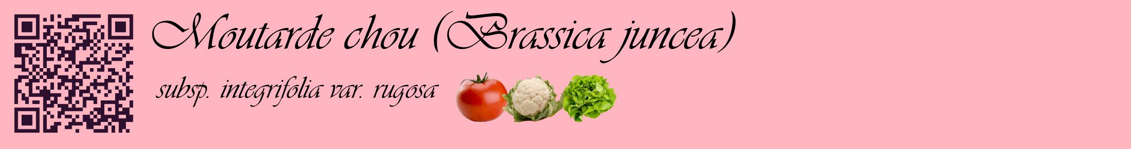 Étiquette de : Brassica juncea subsp. integrifolia var. rugosa - format c - style noire41basique_basique_basiqueviv avec qrcode et comestibilité simplifiée