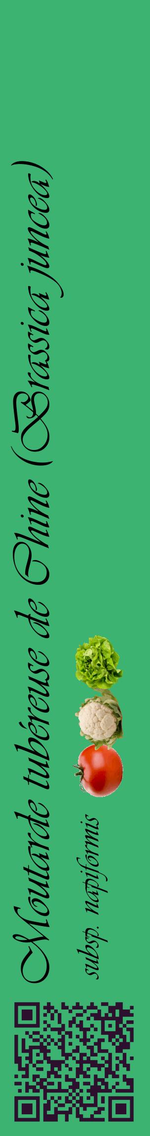 Étiquette de : Brassica juncea subsp. napiformis - format c - style noire12_basiqueviv avec qrcode et comestibilité simplifiée