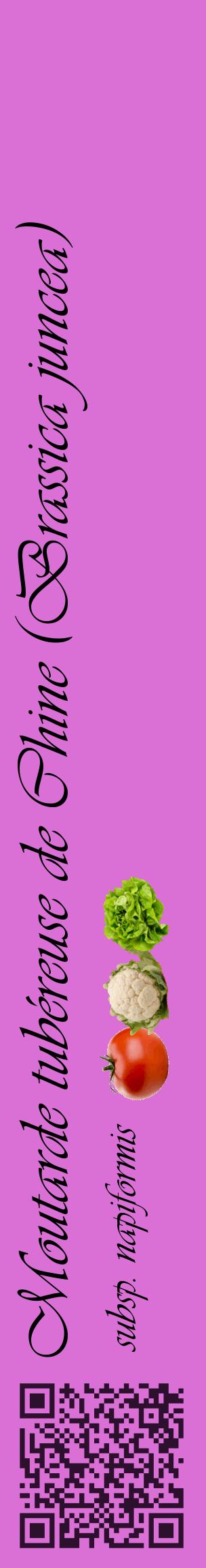 Étiquette de : Brassica juncea subsp. napiformis - format c - style noire52_basiqueviv avec qrcode et comestibilité simplifiée