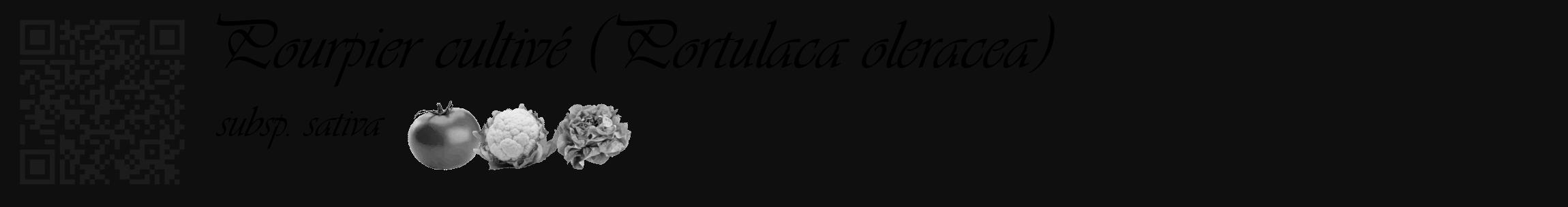Étiquette de : Portulaca oleracea subsp. sativa - format c - style noire7_basique_basiqueviv avec qrcode et comestibilité simplifiée