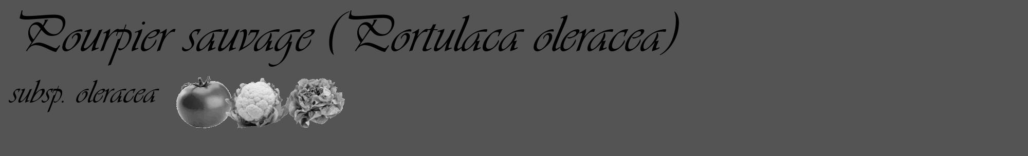 Étiquette de : Portulaca oleracea subsp. oleracea - format c - style noire36_basique_basiqueviv avec comestibilité simplifiée