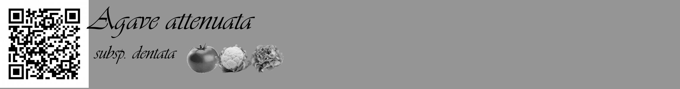 Étiquette de : Agave attenuata subsp. dentata - format c - style noire16_basique_basiqueviv avec qrcode et comestibilité simplifiée