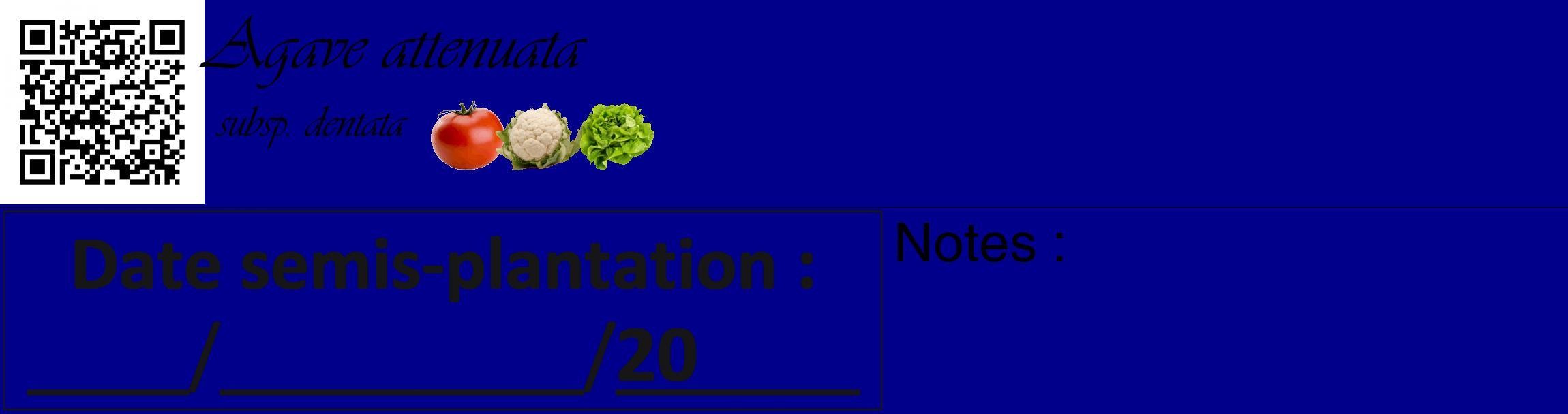 Étiquette de : Agave attenuata subsp. dentata - format c - style noire7_basique_basiqueviv avec qrcode et comestibilité simplifiée