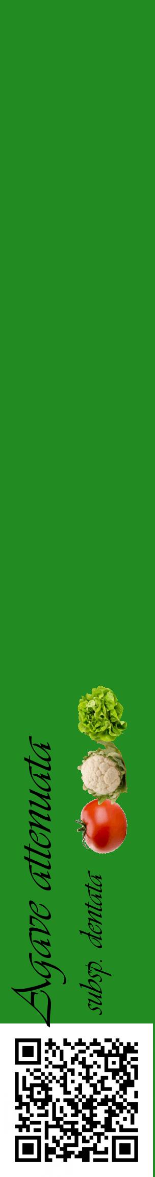 Étiquette de : Agave attenuata subsp. dentata - format c - style noire10_basiqueviv avec qrcode et comestibilité simplifiée