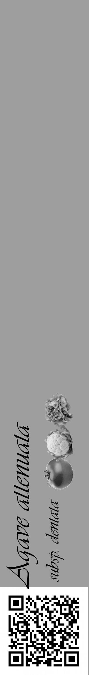 Étiquette de : Agave attenuata subsp. dentata - format c - style noire23_basique_basiqueviv avec qrcode et comestibilité simplifiée - position verticale