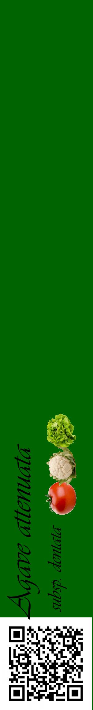 Étiquette de : Agave attenuata subsp. dentata - format c - style noire8_basiqueviv avec qrcode et comestibilité simplifiée