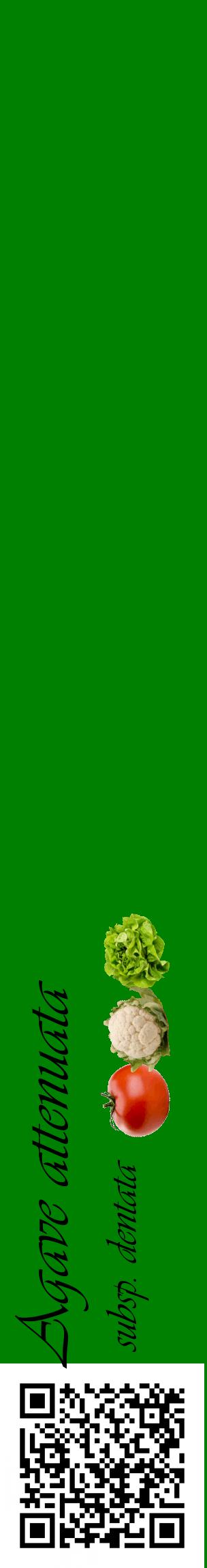 Étiquette de : Agave attenuata subsp. dentata - format c - style noire9_basiqueviv avec qrcode et comestibilité simplifiée