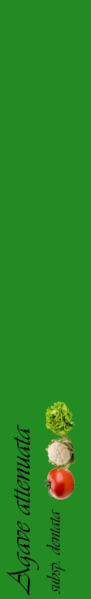 Étiquette de : Agave attenuata subsp. dentata - format c - style noire10_basiqueviv avec comestibilité simplifiée