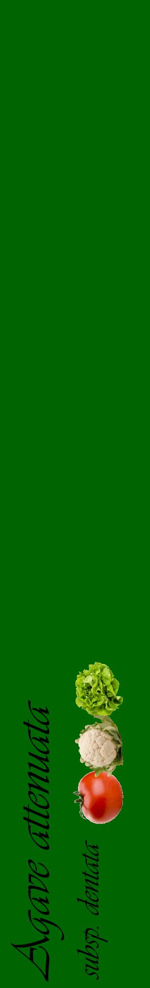 Étiquette de : Agave attenuata subsp. dentata - format c - style noire8_basiqueviv avec comestibilité simplifiée