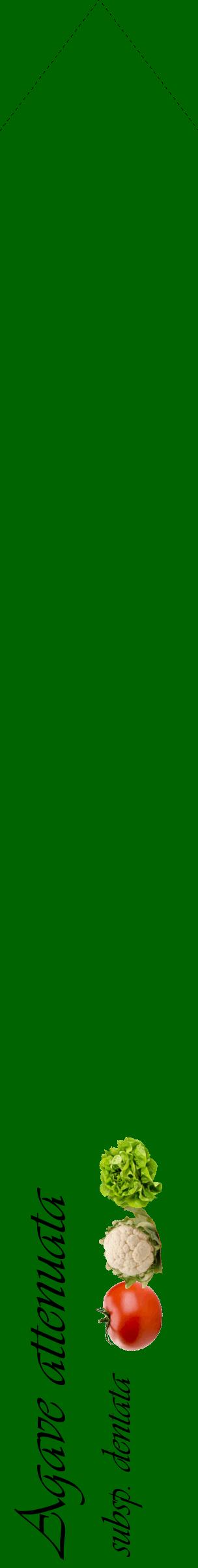 Étiquette de : Agave attenuata subsp. dentata - format c - style noire8_simpleviv avec comestibilité simplifiée
