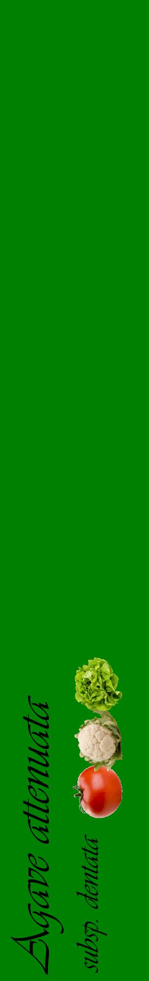 Étiquette de : Agave attenuata subsp. dentata - format c - style noire9_basiqueviv avec comestibilité simplifiée