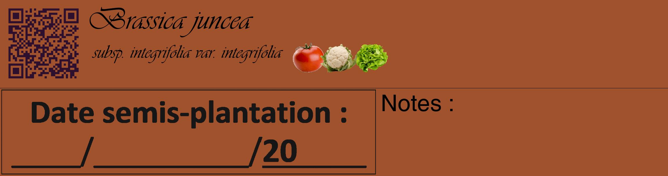 Étiquette de : Brassica juncea subsp. integrifolia var. integrifolia - format c - style noire32_basique_basiqueviv avec qrcode et comestibilité simplifiée