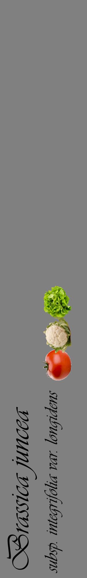 Étiquette de : Brassica juncea subsp. integrifolia var. longidens - format c - style noire57_basiqueviv avec comestibilité simplifiée