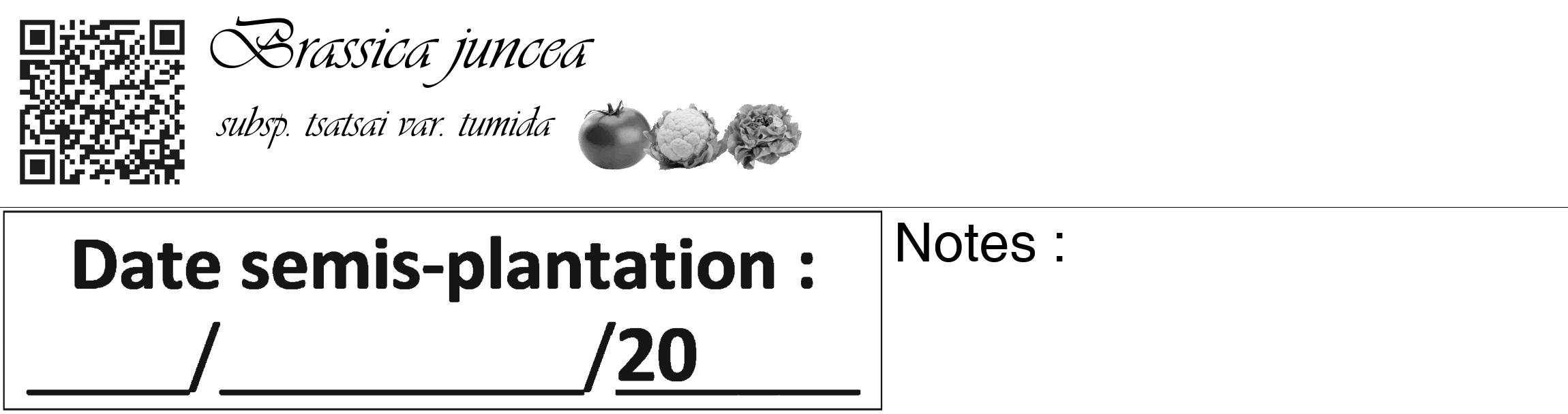 Étiquette de : Brassica juncea subsp. tsatsai var. tumida - format c - style noire60_basique_basiqueviv avec qrcode et comestibilité simplifiée