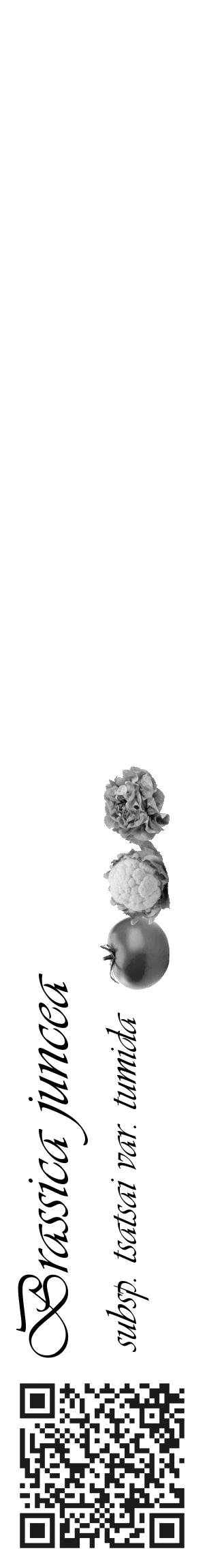 Étiquette de : Brassica juncea subsp. tsatsai var. tumida - format c - style noire60_basique_basiqueviv avec qrcode et comestibilité simplifiée - position verticale