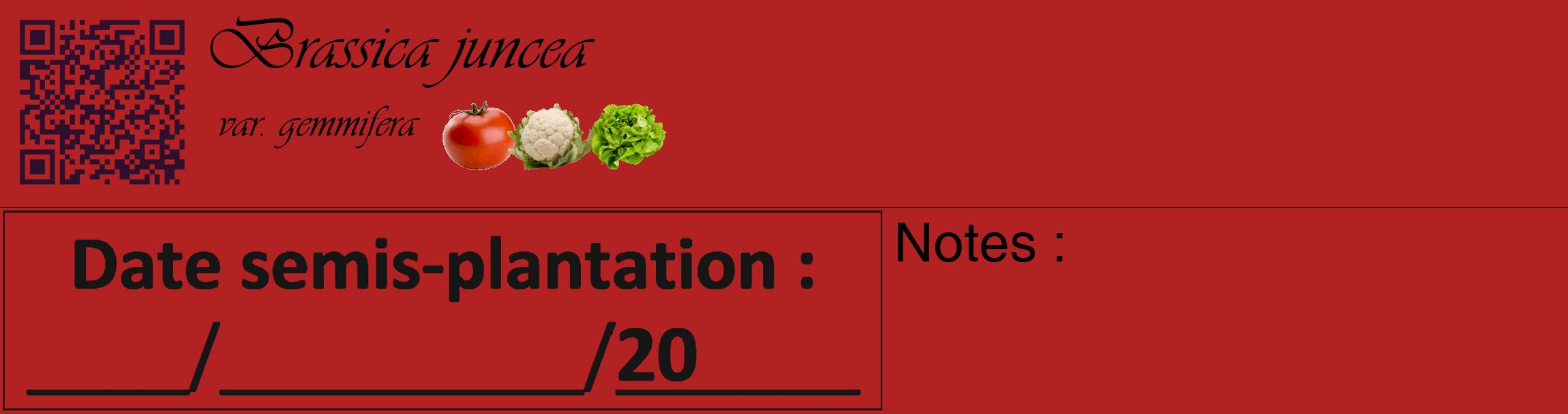 Étiquette de : Brassica juncea var. gemmifera - format c - style noire28_basique_basiqueviv avec qrcode et comestibilité simplifiée