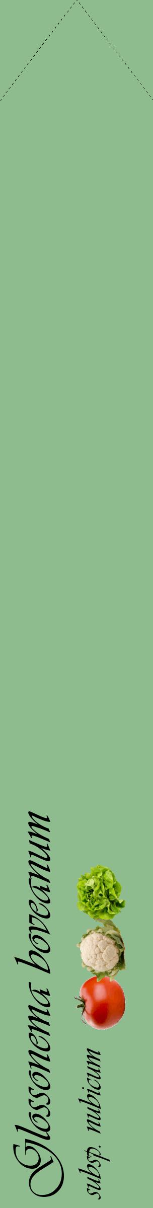 Étiquette de : Glossonema boveanum subsp. nubicum - format c - style noire13_simpleviv avec comestibilité simplifiée