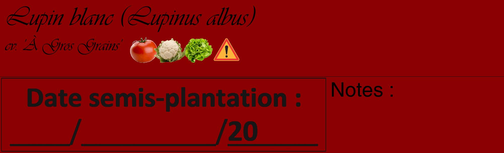 Étiquette de : Lupinus albus cv. 'À Gros Grains' - format c - style noire34_basique_basiqueviv avec comestibilité simplifiée