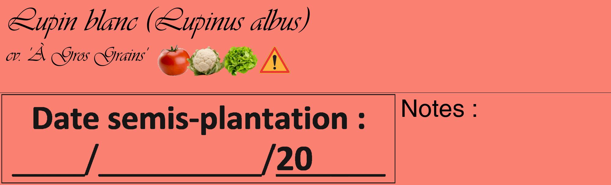 Étiquette de : Lupinus albus cv. 'À Gros Grains' - format c - style noire38_basique_basiqueviv avec comestibilité simplifiée