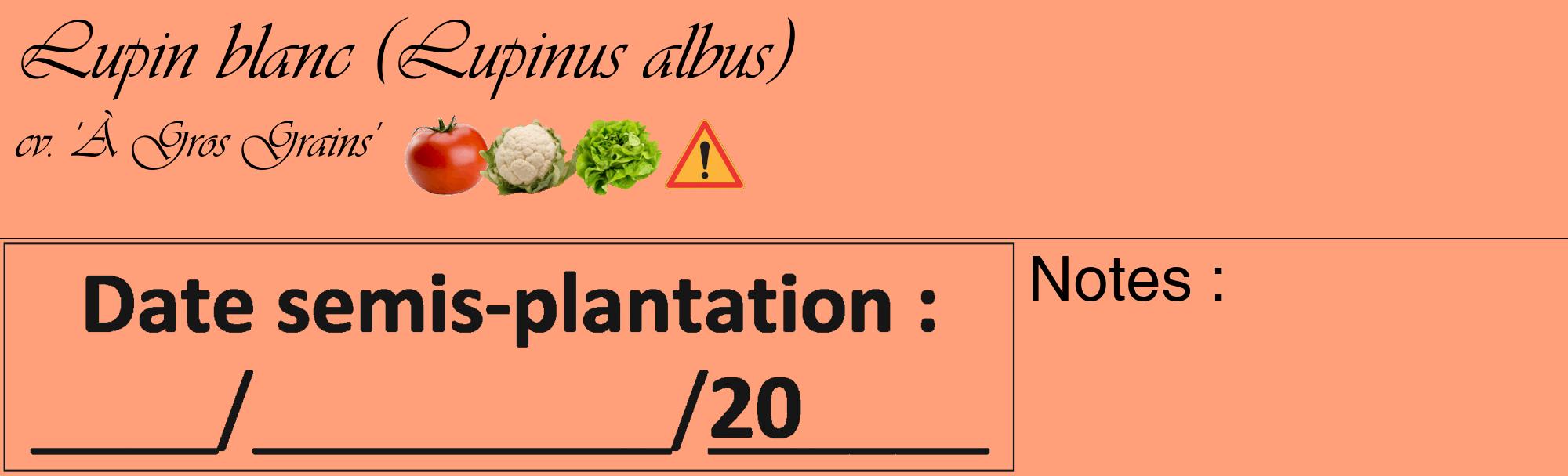 Étiquette de : Lupinus albus cv. 'À Gros Grains' - format c - style noire39_basique_basiqueviv avec comestibilité simplifiée