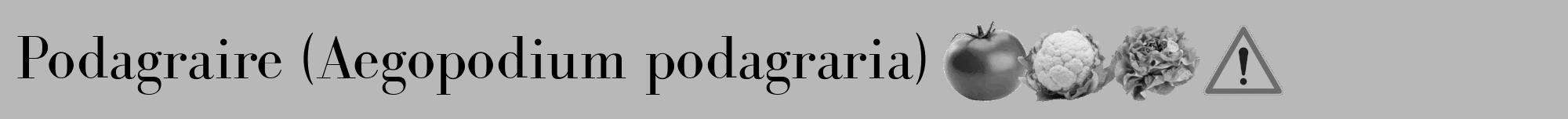 Étiquette de : Aegopodium podagraria - format a - style noire39bod avec comestibilité simplifiée