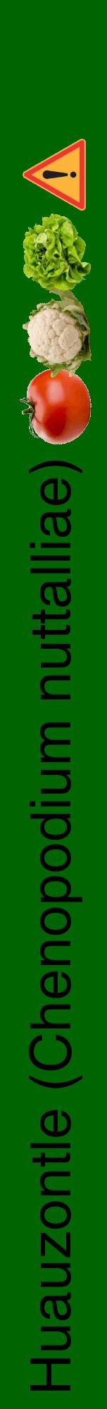 Étiquette de : Chenopodium nuttalliae - format a - style noire8hel avec comestibilité simplifiée