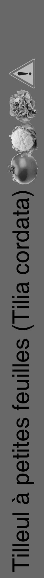 Étiquette de : Tilia cordata - format a - style noire43hel avec comestibilité simplifiée - position verticale