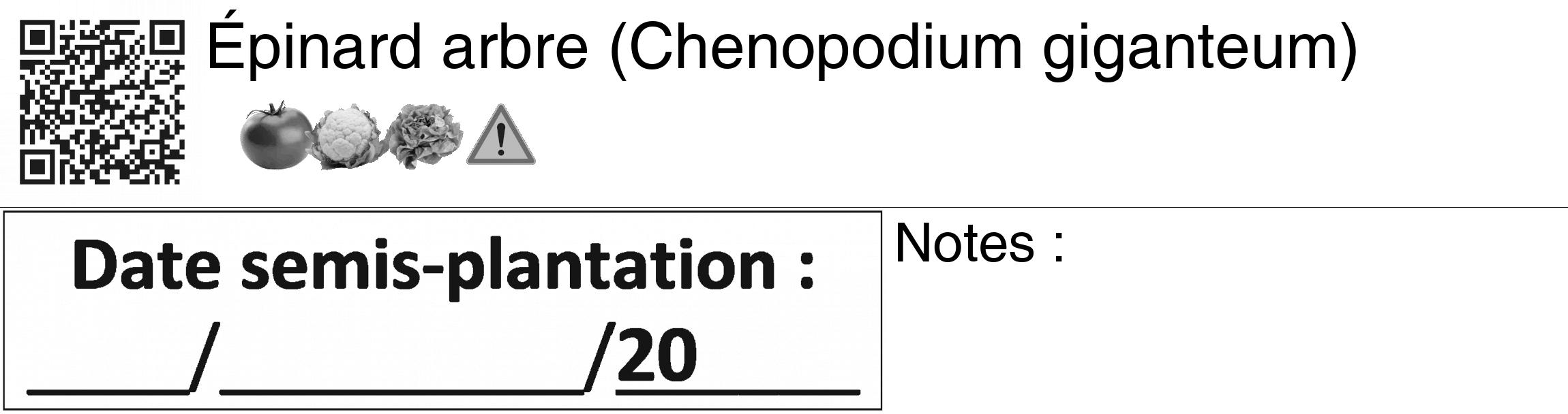 Étiquette de : Chenopodium giganteum - format c - style noire60_basiquegrrvhel avec qrcode et comestibilité simplifiée