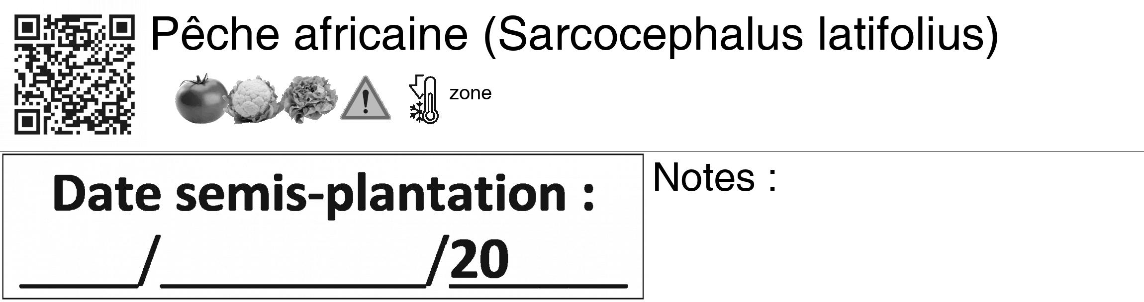 Étiquette de : Sarcocephalus latifolius - format c - style noire60_basiquegrrvhel avec qrcode et comestibilité simplifiée