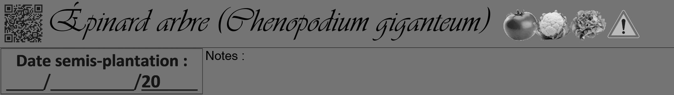 Étiquette de : Chenopodium giganteum - format a - style noire26viv avec qrcode et comestibilité simplifiée