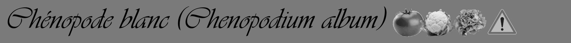 Étiquette de : Chenopodium album - format a - style noire3viv avec comestibilité simplifiée