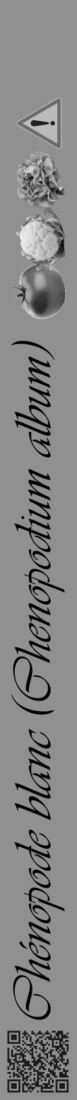 Étiquette de : Chenopodium album - format a - style noire4viv avec qrcode et comestibilité simplifiée - position verticale