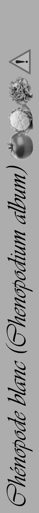 Étiquette de : Chenopodium album - format a - style noire22viv avec comestibilité simplifiée - position verticale