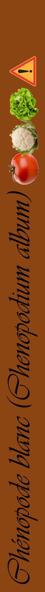 Étiquette de : Chenopodium album - format a - style noire30viv avec comestibilité simplifiée