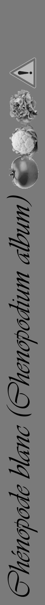 Étiquette de : Chenopodium album - format a - style noire3viv avec comestibilité simplifiée - position verticale